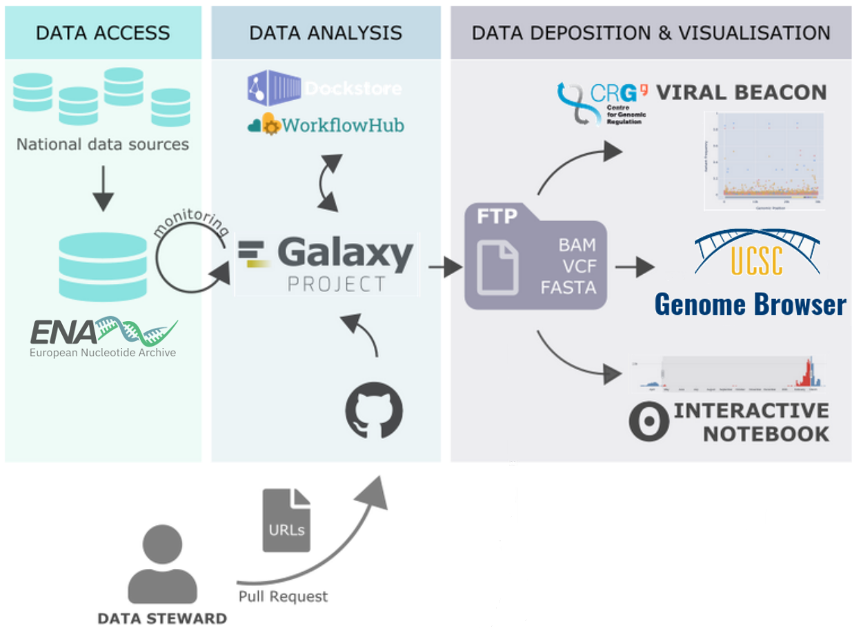 Image composed of three connected panels labelled Data Access, Data Analysis and Data Deposition & Visualisation. The first panel shows the European Nucleotide Archive as the source of the data that gets pulled into Data Analysis. That second panel shows the Galaxy Project in the center and connections to the workflow registries Dockstore and WorkflowHub. GitHub pull requests (created by third-party data stewards) are shown as an alternative input source for Data Analysis. Data Analysis is connected to the rightmost panel via an arrow leading to a schematically depicted FTP server holding key results files of an analysis. From there, data flow to the Viral Beacon, to the UCSC Genome Browser, and to an interactive notebook is shown.
